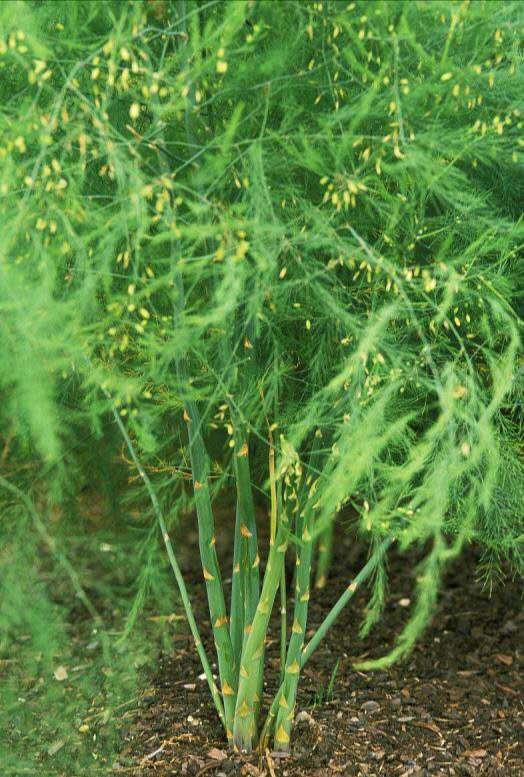 蘆筍的種植價值 山西綠蘆筍市場