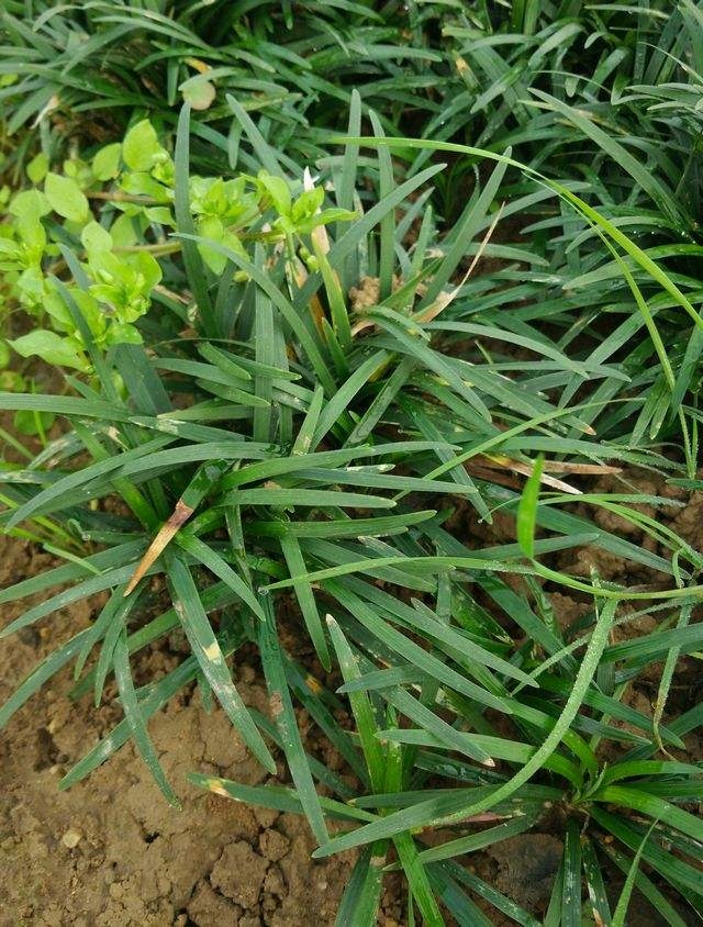 麥冬草種植方法 麥冬苗出售價格