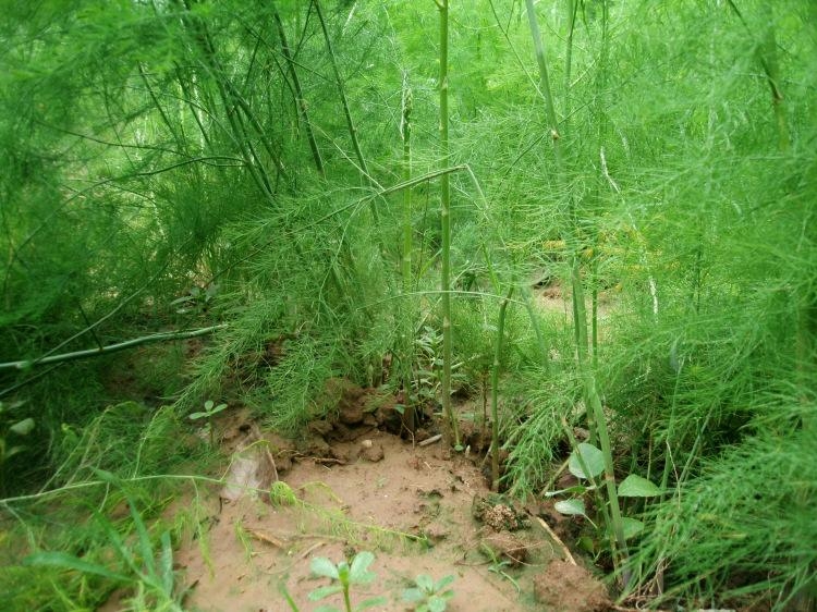 菏澤蘆筍  蘆筍自產自銷 出售蘆筍苗批發(fā)