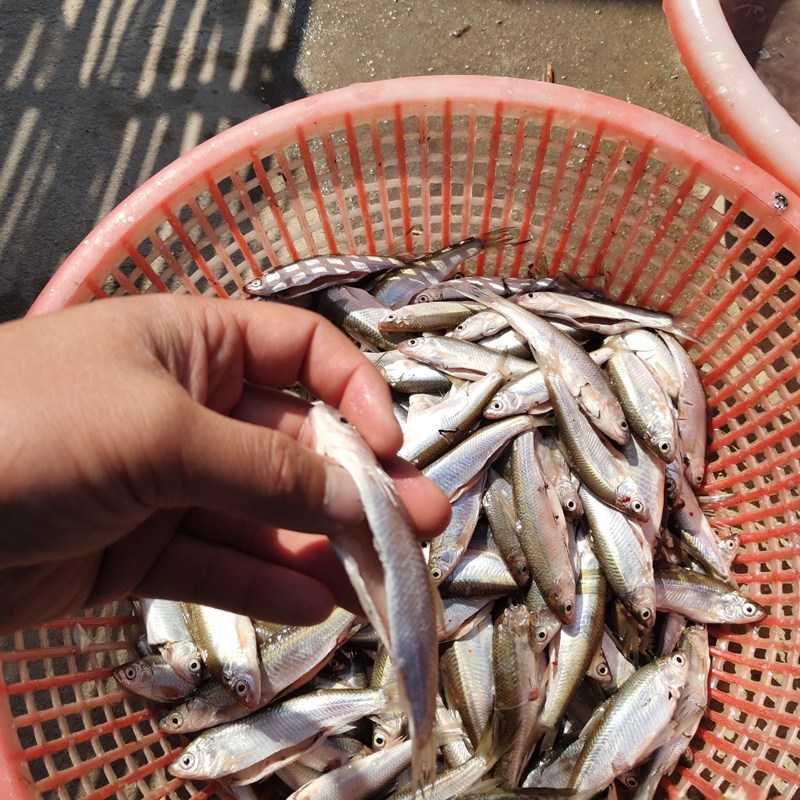 大中小型水庫趕魚方法 深水水庫捕魚技術 水庫大量捕魚捕撈團隊