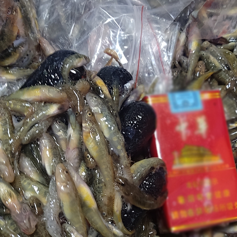 大量收購各種河魚河蝦 山根魚 山坑魚 小黃魚，豪根魚 蝦虎魚