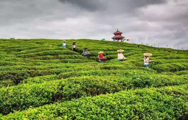 襄陽(yáng)萬畝柑橘基地可行性研究報(bào)告參考