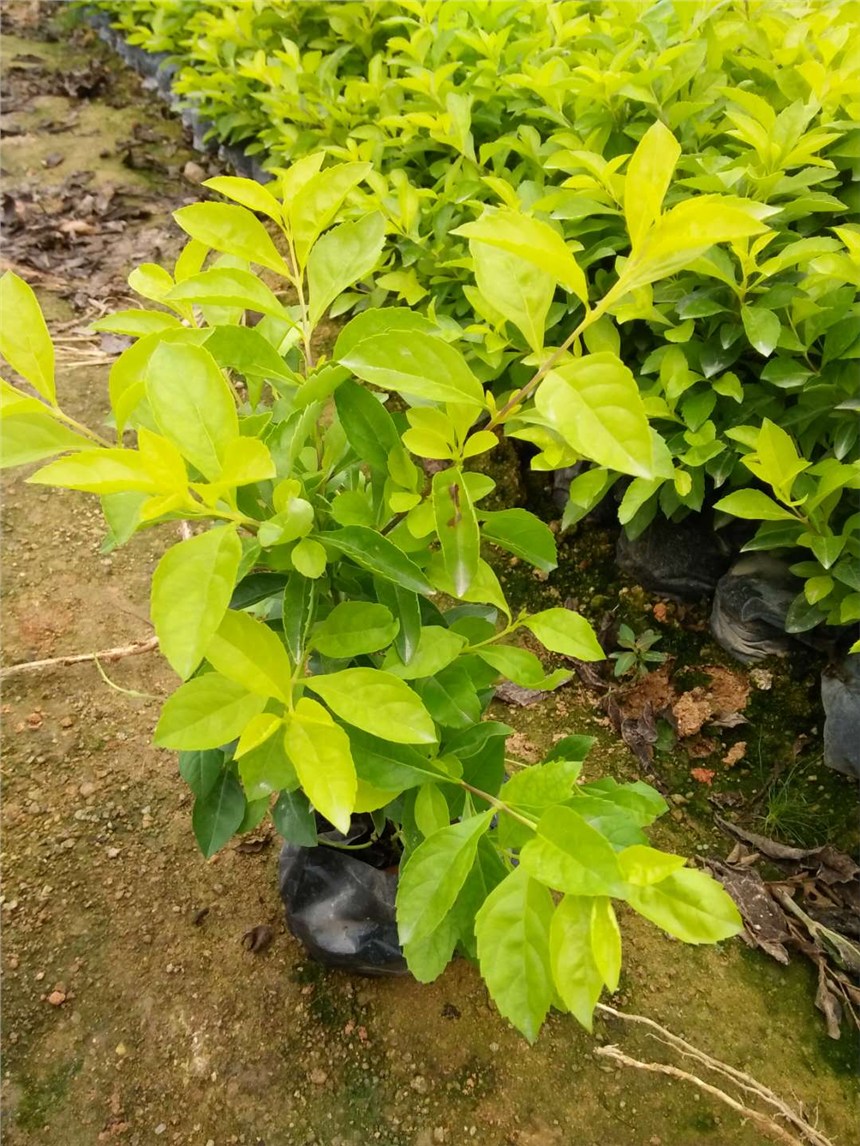 榛冮噾钁夊瓨娲荤巼楂橈紝瑕�(gu墨)鏍奸綂鍏�锛屽劒(y艒u)鑹搧绋�