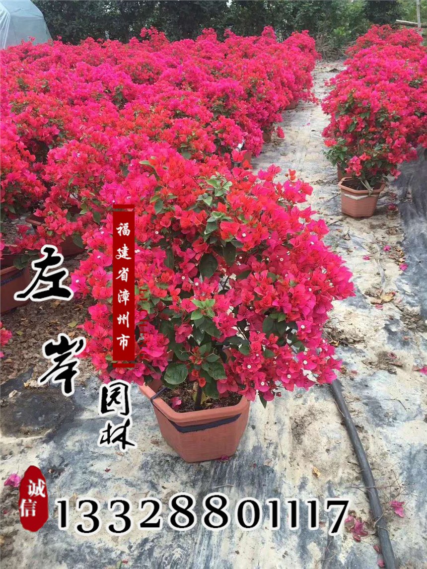 優(yōu)良品種三角梅室外綠植質(zhì)優(yōu)價低