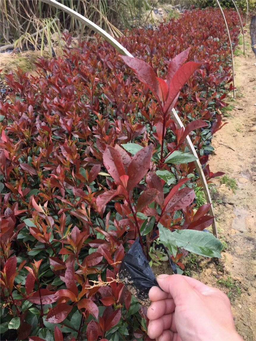 福建漳州哪個區(qū)域的紅葉石楠好