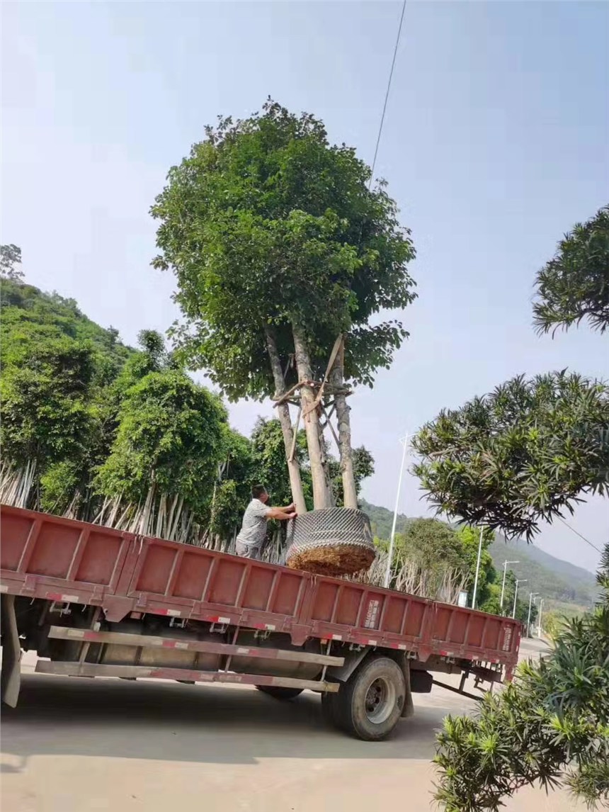 種植基地自產自銷的秋楓福州報價多少