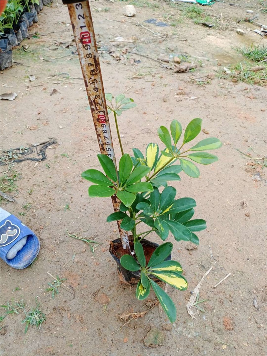 銷量高的鴨腳木哪家基地價優(yōu)