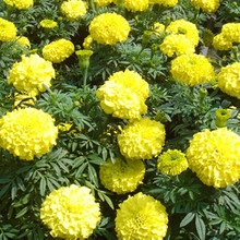 萬(wàn)壽菊開(kāi)花時(shí)間是幾月份，花期有多久