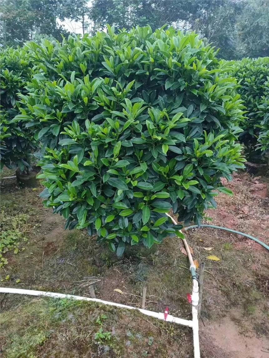 今年的非洲茉莉，基地價更優(yōu)惠