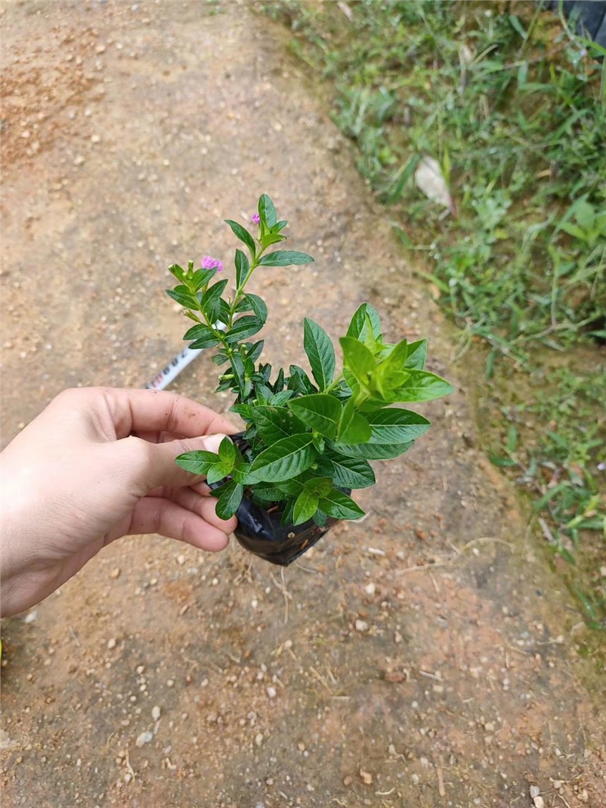 產地自產自銷的滿天星，漳州大量供應