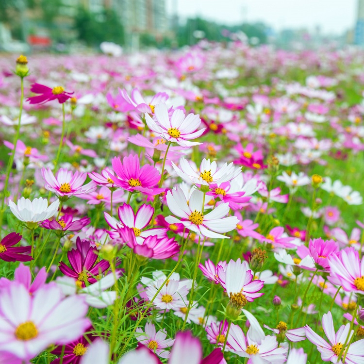 廣西眾興生態(tài)波斯菊種子打造花?；ɑ芨裆；ㄗo(hù)坡固土邊坡綠化花種批發(fā)