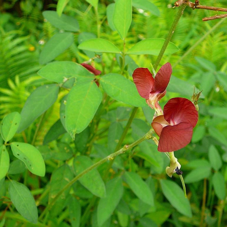 廣西南寧眾興生態(tài)大翼豆種子價(jià)格承接礦山修復(fù)護(hù)坡固土邊坡綠化工程專用攀爬爬藤種子批發(fā)