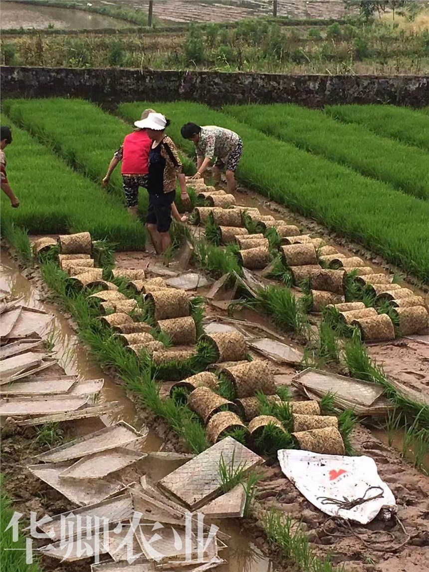 南岸區(qū)育苗基質(zhì)營養(yǎng)土價格