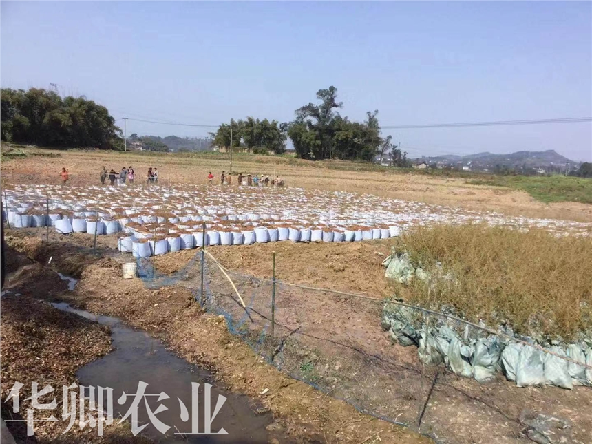 涪陵花卉土哪里能買