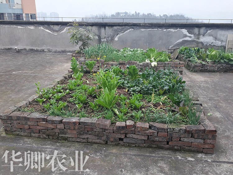 涪陵有機(jī)花土哪里有賣