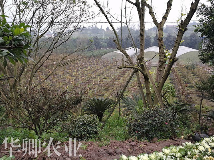 武隆腐殖土哪里能買