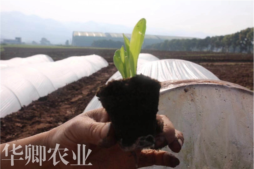 酉陽(yáng)花卉營(yíng)養(yǎng)土價(jià)格