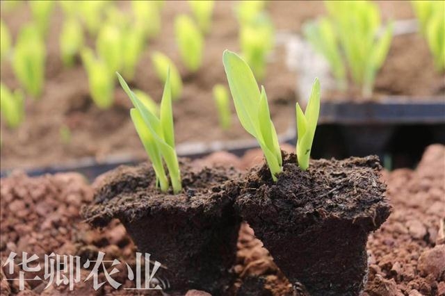 今日資訊-梁平通用型營養(yǎng)土哪里有賣