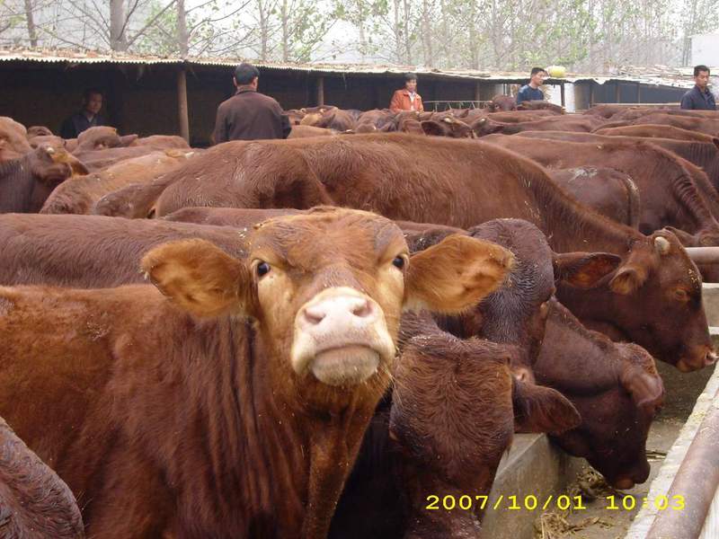 江西尋烏肉江西大余肉牛養(yǎng)殖場/大余肉牛養(yǎng)殖牛養(yǎng)殖場/尋烏肉牛養(yǎng)殖