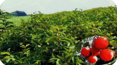 果樹種植基地山東果樹苗木繁育基地山東果樹苗木基地