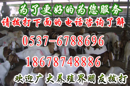 赤峰市翁牛特旗養(yǎng)羊場、赤峰市翁牛特旗養(yǎng)羊場電話*赤峰市翁牛特旗養(yǎng)羊