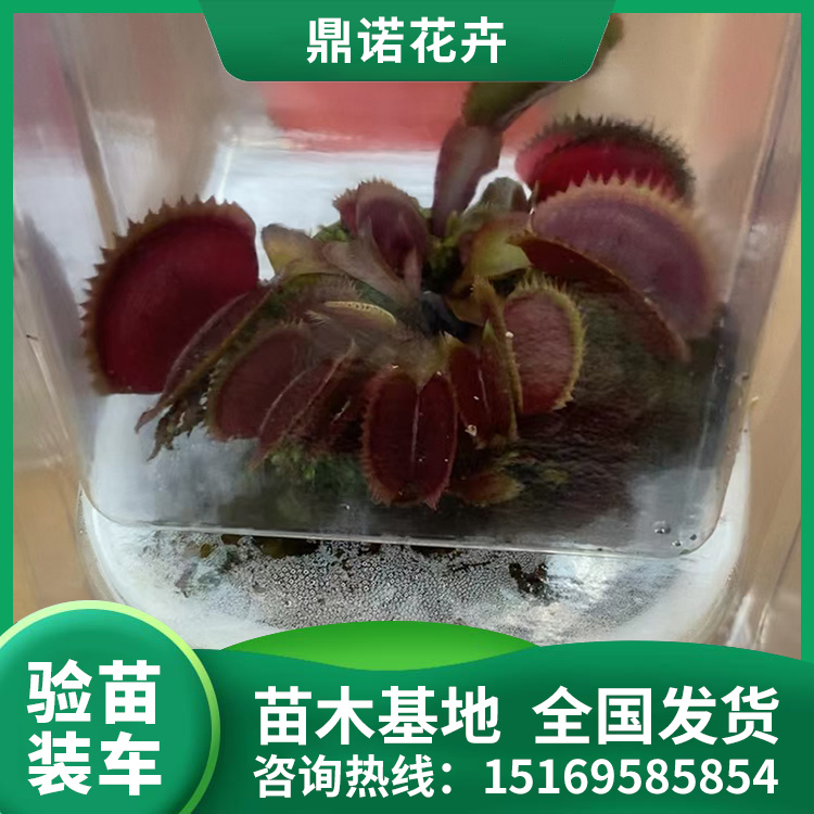角堇生長速度較快美化環(huán)境現(xiàn)挖出售鼎諾花卉苗木