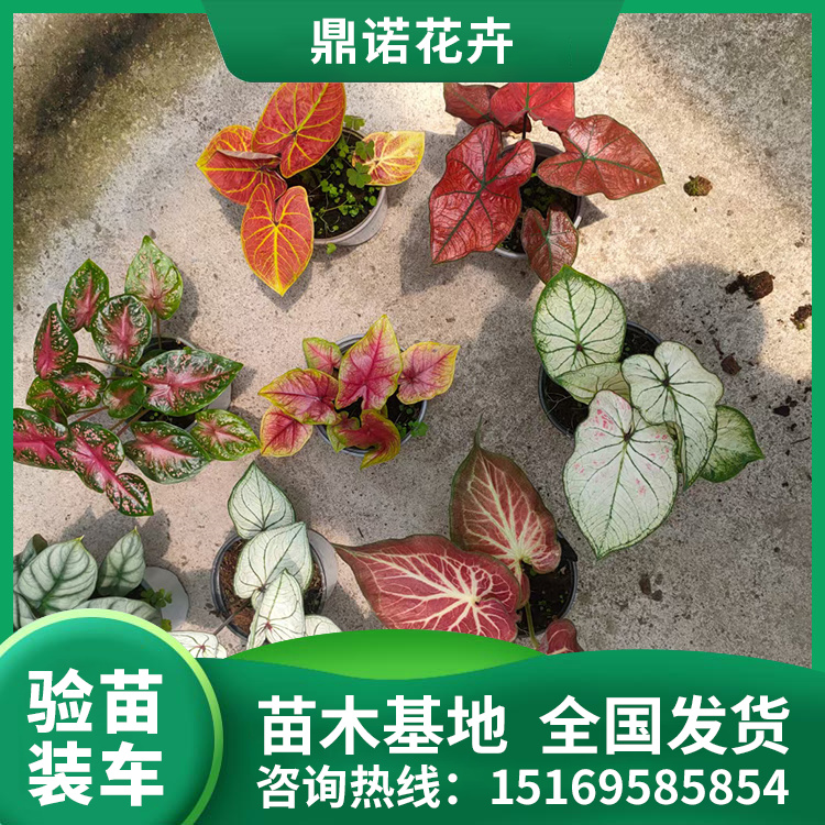 寶蓮燈適應(yīng)性較強(qiáng)多場(chǎng)景適用現(xiàn)挖出售鼎諾花卉