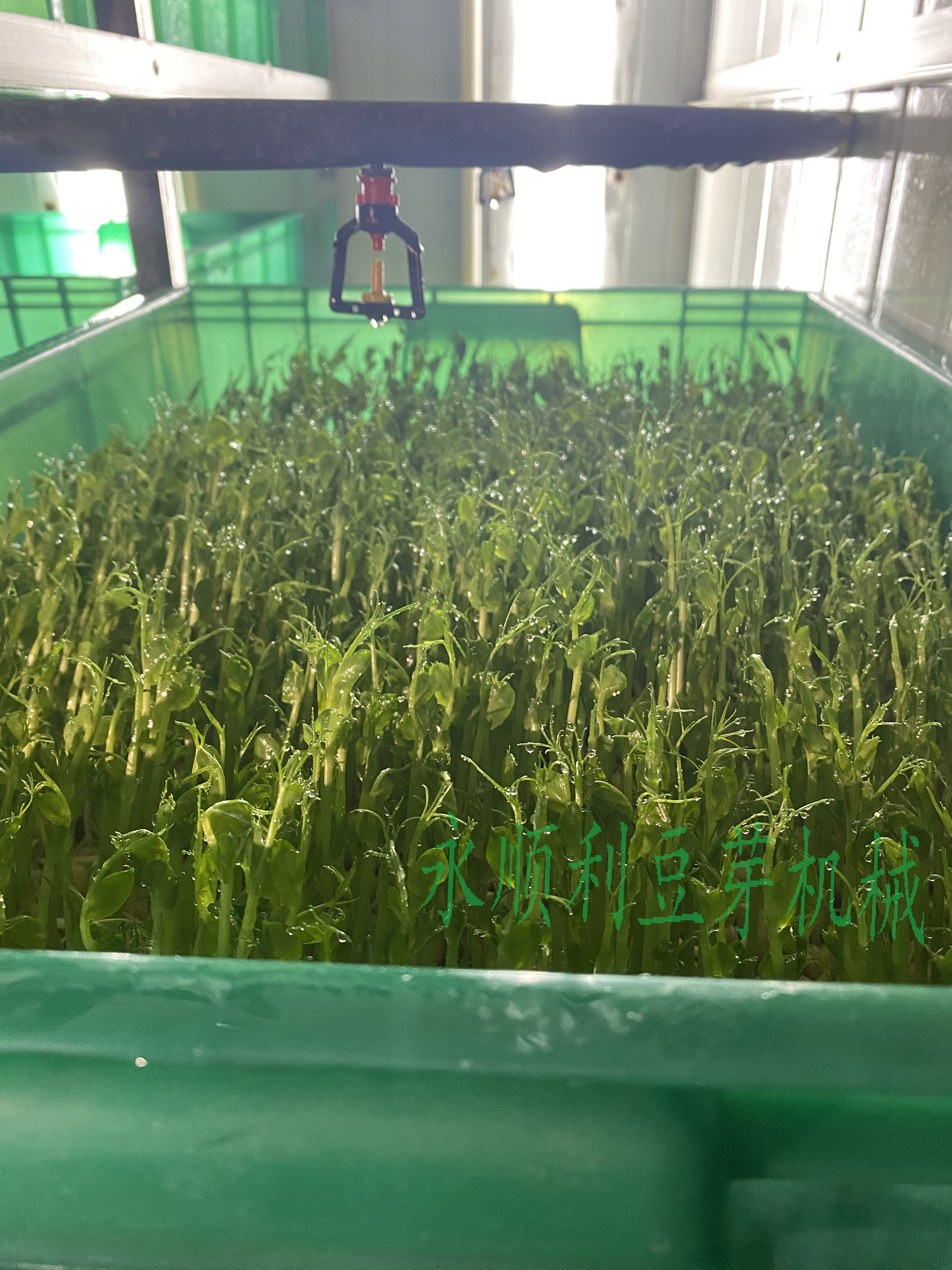 全自動芽苗機催芽機節(jié)能環(huán)保可定做廠家包教技術(shù)永順利豆芽機