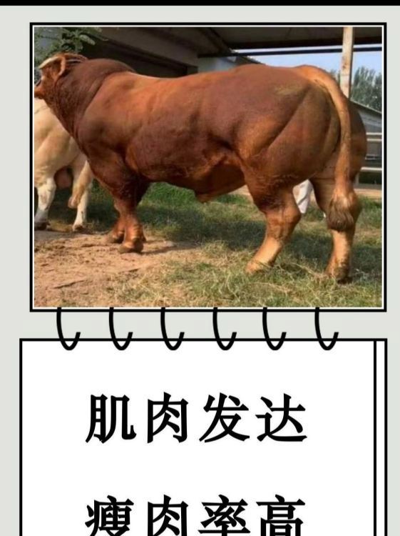 牛羊催肥飼料添加劑主要催肥產(chǎn)品快速長肉提前出欄