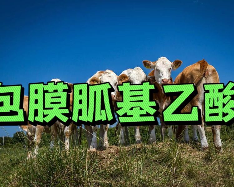 牛羊催肥包膜胍基乙酸去油塑型生長(zhǎng)速度快長(zhǎng)勢(shì)好瘦肉多