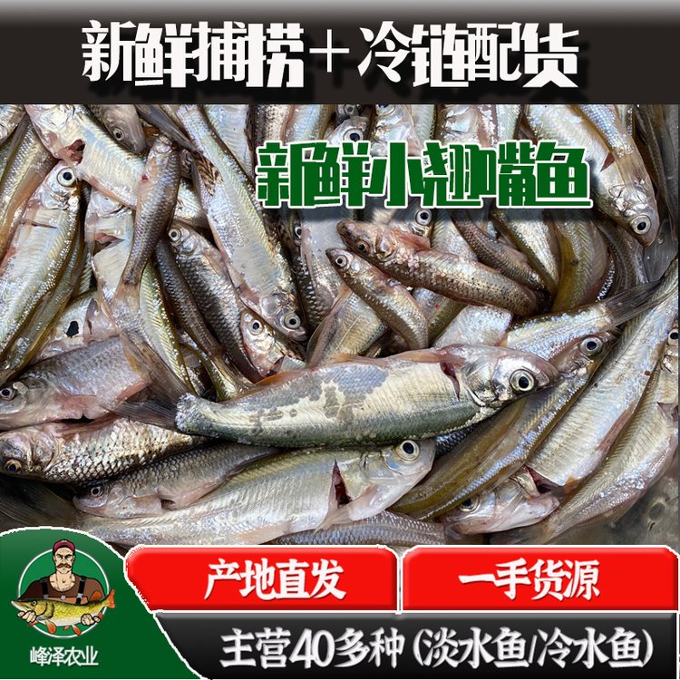 新鮮小白魚(yú)批發(fā)白條魚(yú)批發(fā)多錢一斤大量收購(gòu)白條魚(yú)魚(yú)干