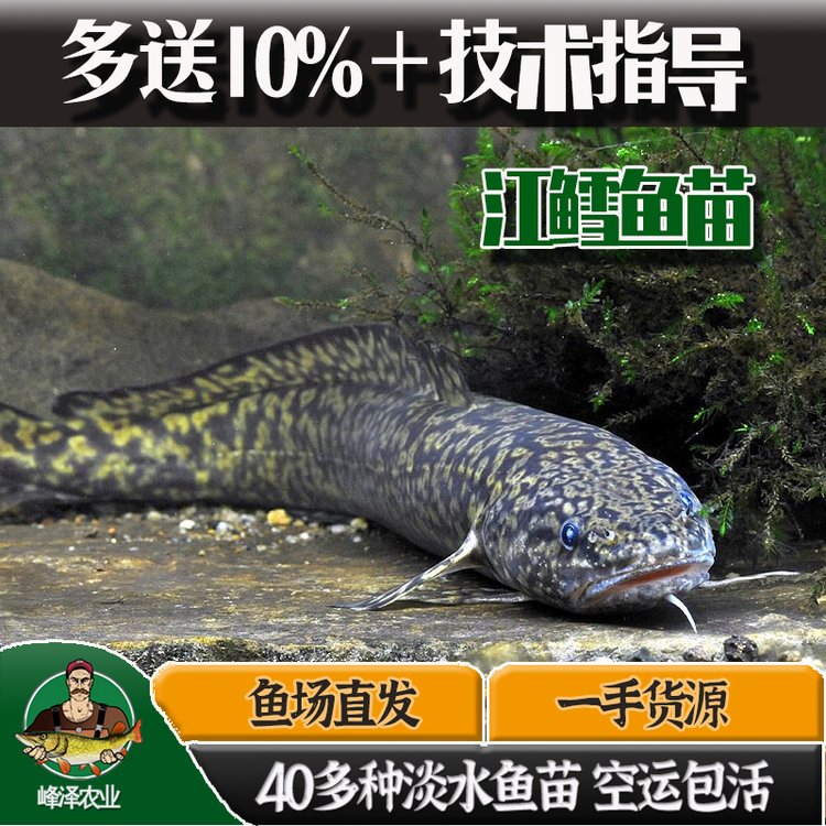 黑龍江本地江鱈苗批發(fā)活體5-8厘米山鯰魚苗吉林產(chǎn)地山鱈貨源供應(yīng)