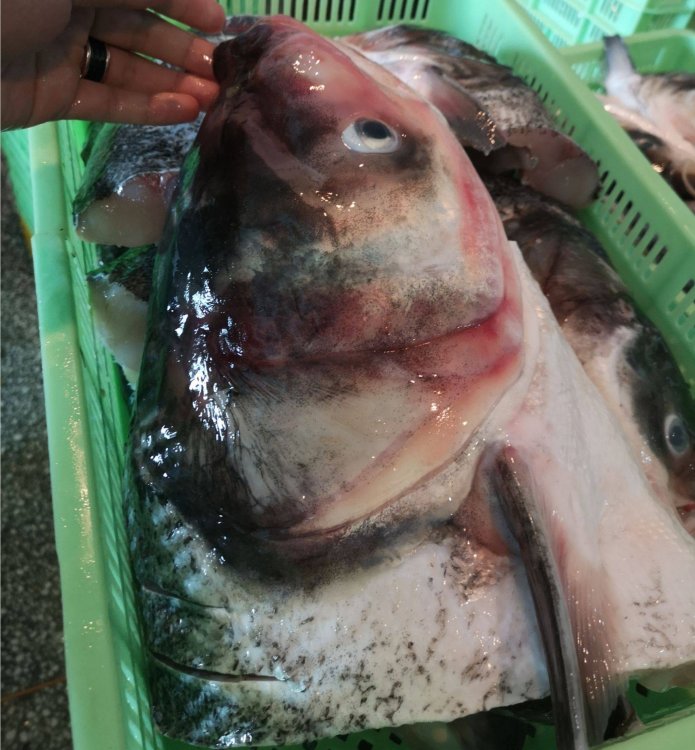 冰鮮花鰱魚頭供應(yīng)商冰鮮花鰱魚頭廠家直銷凍花鰱魚頭多錢一斤