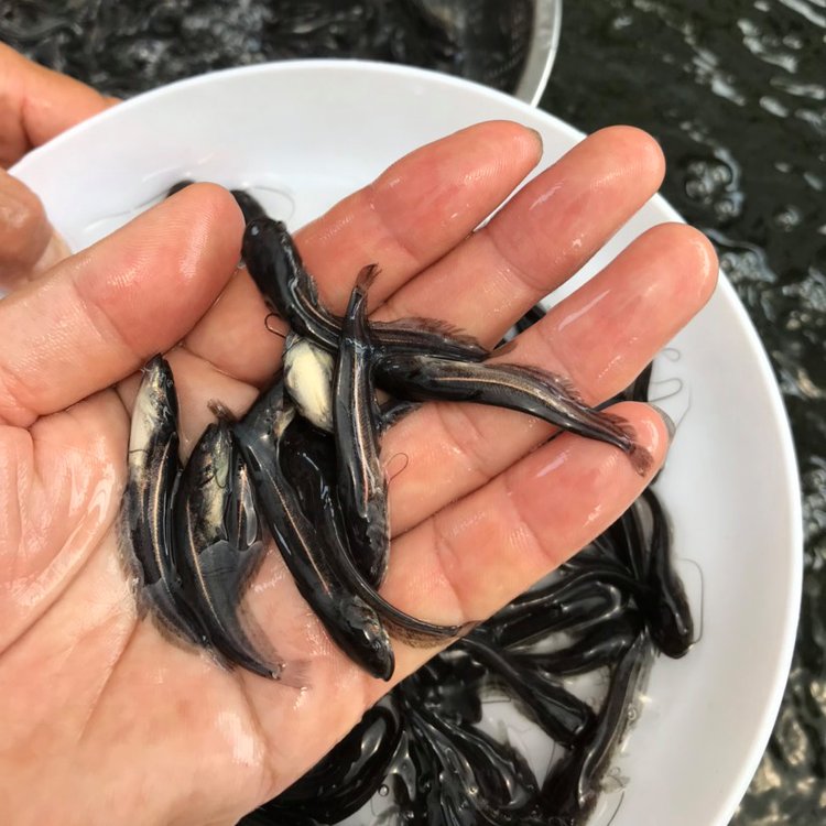 魚場批發(fā)蘇丹大口鯰魚頭批大囗鯰魚苗雜交大口鯰魚苗基地