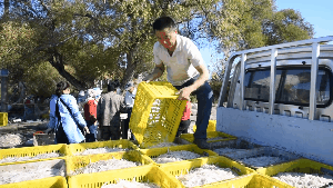 人工采卵孵化銀魚(yú)卵批發(fā)吉林水庫(kù)銀魚(yú)苗投放價(jià)格采購(gòu)銀魚(yú)受精卵價(jià)格