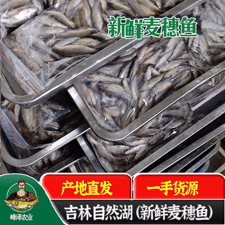 大量批發(fā)456厘米中號麥穗魚新鮮火焙魚加工廠家原生態(tài)小河魚產地供應