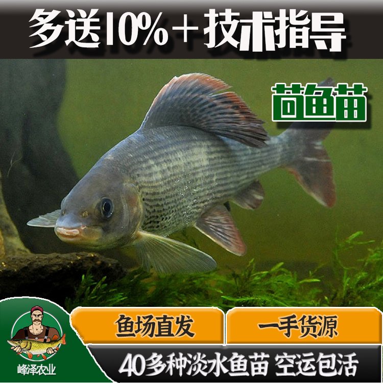 長期供應冷凍斑鱒子魚東北產地銷售冷凍茴魚黑龍江冷凍茴魚供應商