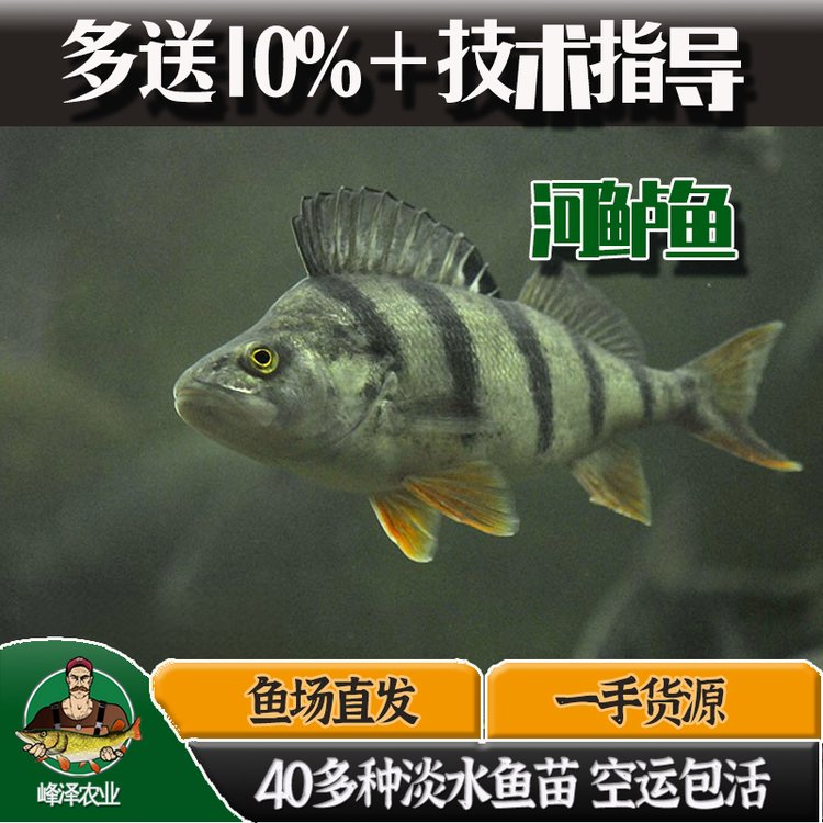 新疆特產(chǎn)五道黑魚(yú)批發(fā)福海冷水魚(yú)五道黑價(jià)格食用冷凍河鱸五道黑魚(yú)廠家