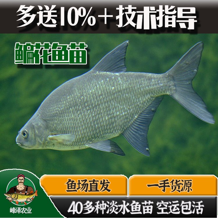 牙克石市花白鰱魚苗批發(fā)冷水魚苗批發(fā)細(xì)鱗魚苗批發(fā)