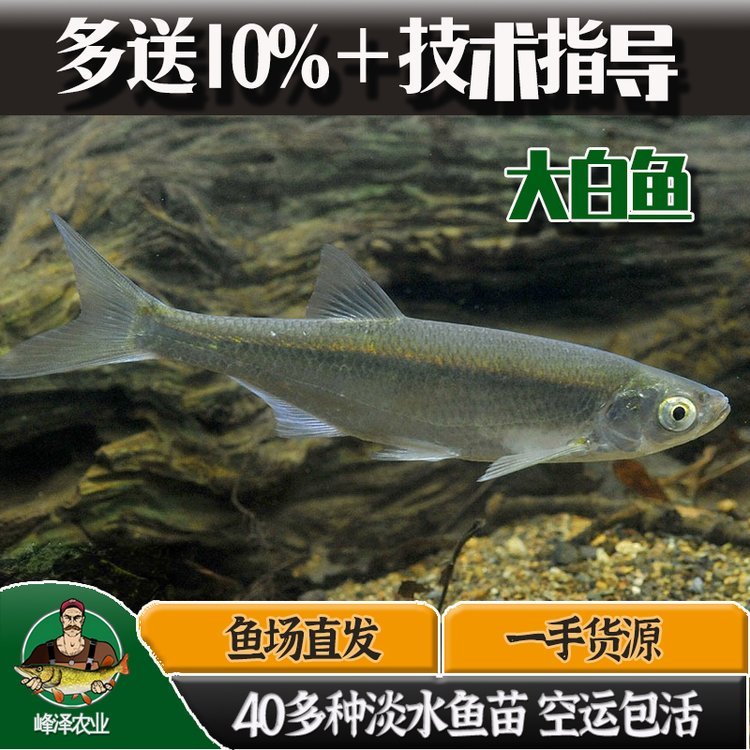 黑龍江大白魚(yú)魚(yú)苗供應(yīng)大白魚(yú)魚(yú)苗多錢(qián)一斤本地大白魚(yú)苗里有賣(mài)的