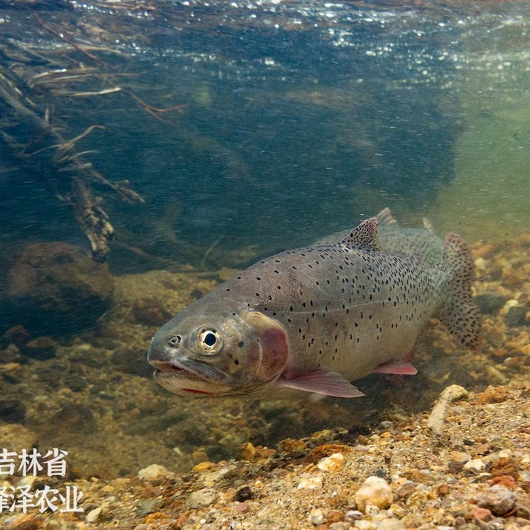 冷水魚虹鱒苗批發(fā)價(jià)格水庫(kù)塘養(yǎng)虹鱒供應(yīng)水電站增殖放流虹鱒苗