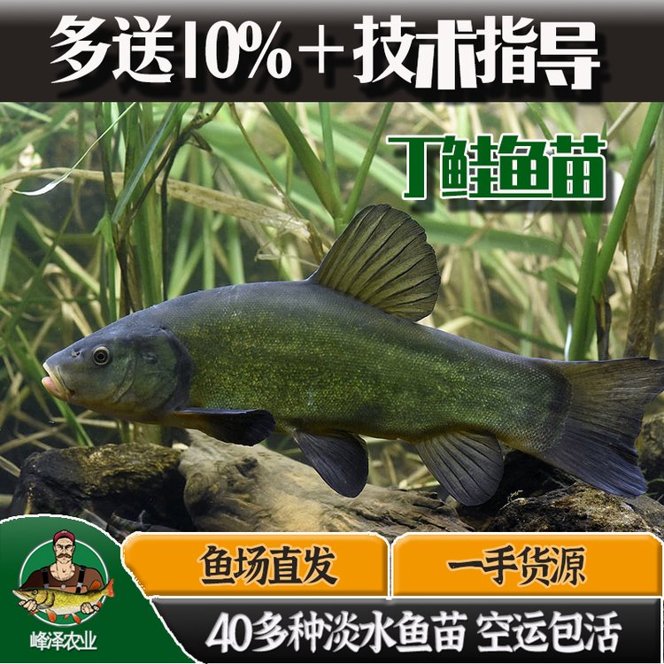 長(zhǎng)期大量出售丁桂魚(yú)苗人工養(yǎng)殖丁桂魚(yú)苗供應(yīng)丁桂魚(yú)苗多錢一尾