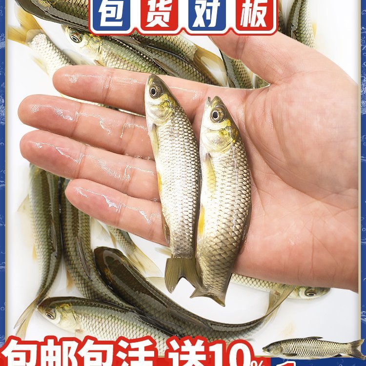 樺南縣附近淡水魚苗批發(fā)樺川縣魚苗養(yǎng)殖場湯原縣附近魚苗養(yǎng)繁殖基地