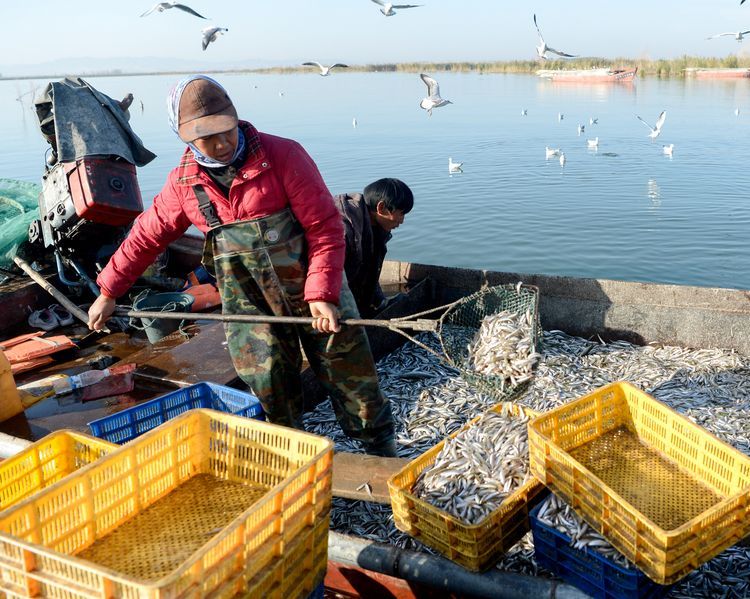 長期大量供應(yīng)黑龍江黃瓜香魚黑龍江黃瓜香魚產(chǎn)地批發(fā)價格