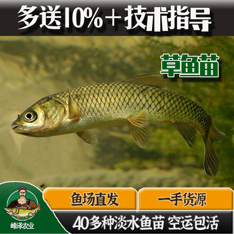 吉林白山花白鰱魚魚苗批發(fā)草魚鯽魚苗批發(fā)鰲花魚大白魚苗批發(fā)