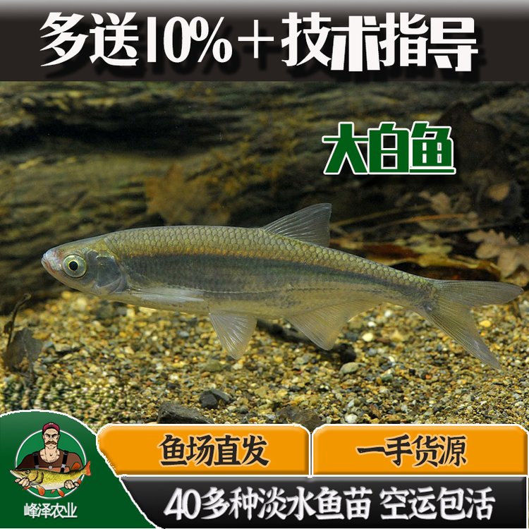 正宗紅尾大白魚苗翹嘴大白條魚苗食肉魚活體大白魚苗翹嘴鲌魚四大家魚苗