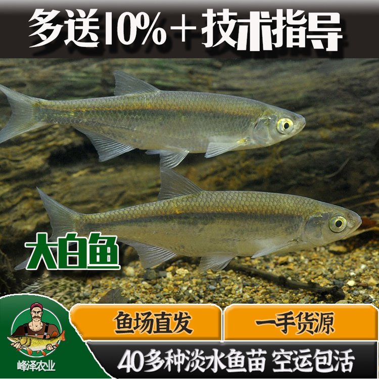 東北翹嘴魚苗翹嘴鲌大白魚苗吉林刁子魚苗翹殼淡水養(yǎng)殖食用大白魚苗