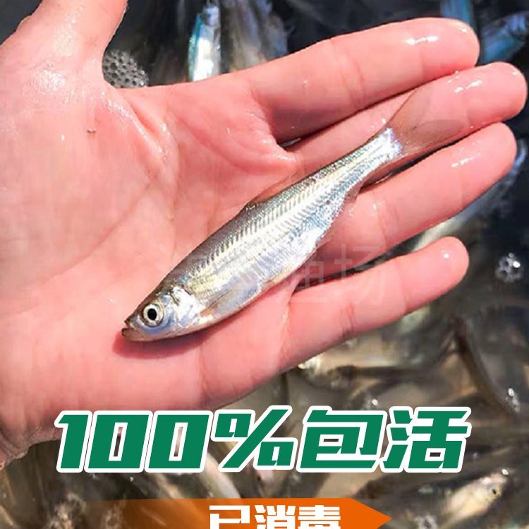 黑龍江增值放流大白魚(yú)苗興凱湖大白魚(yú)苗繁育公司興凱湖翹嘴魚(yú)魚(yú)苗規(guī)格齊全