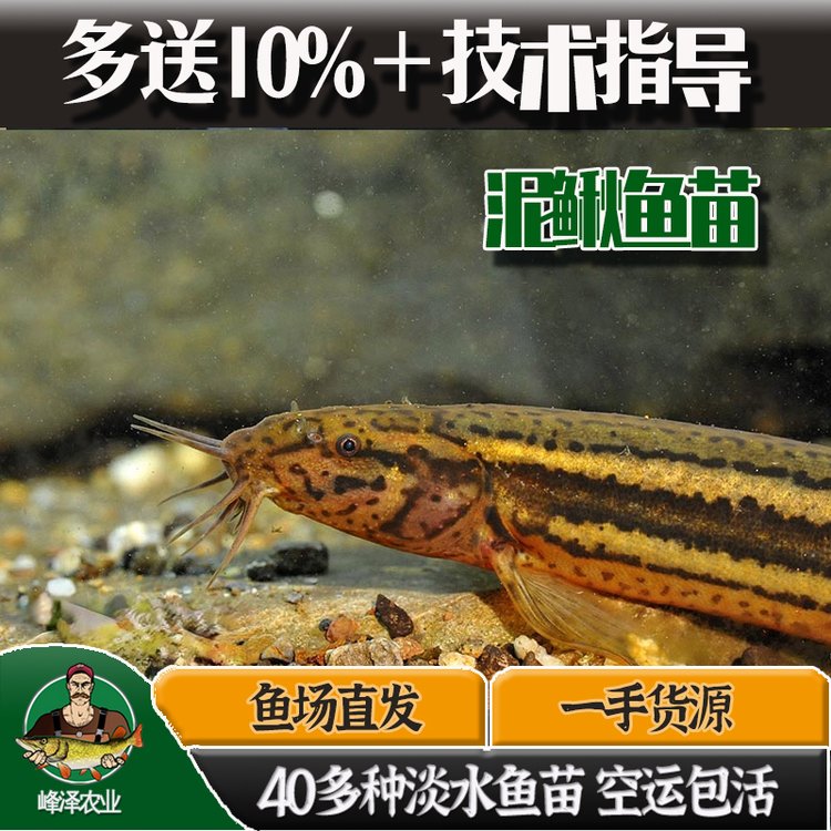 水庫(kù)放生泥鰍魚(yú)供應(yīng)水電站增殖放流泥鰍魚(yú)苗