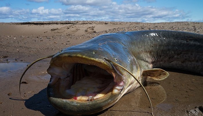 懷頭鯰魚批發(fā)價格懷頭鯰魚供應商懷頭鯰魚專賣店